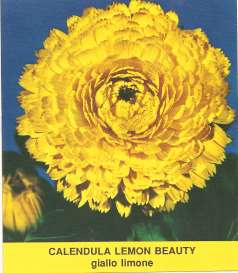 CALENDULA OFFICINALIS GIALLO GR.100